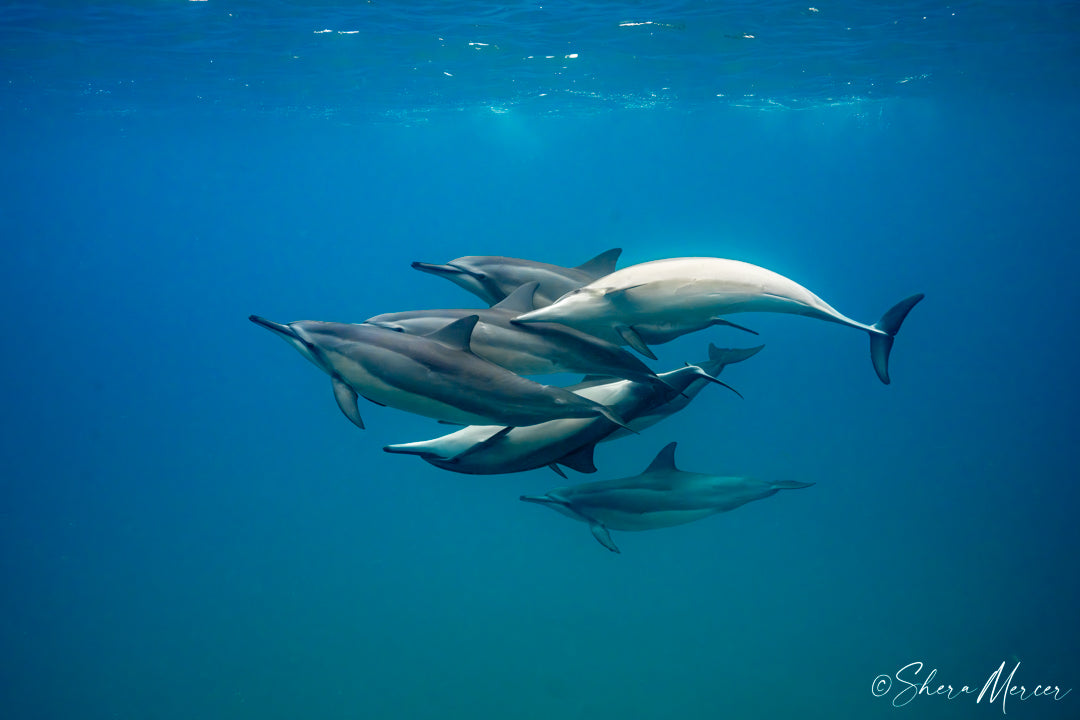 Trailmakers - Spinner Dolphins