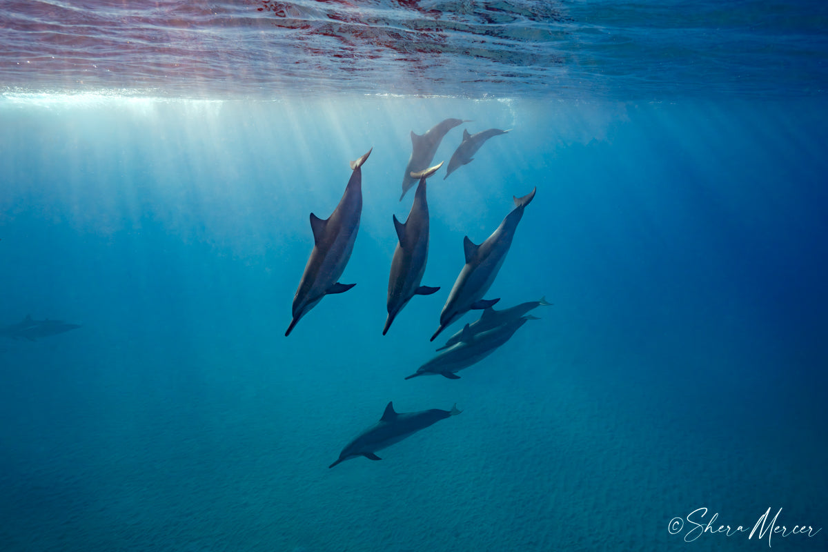 Naia Ballet - Spinner Dolphins