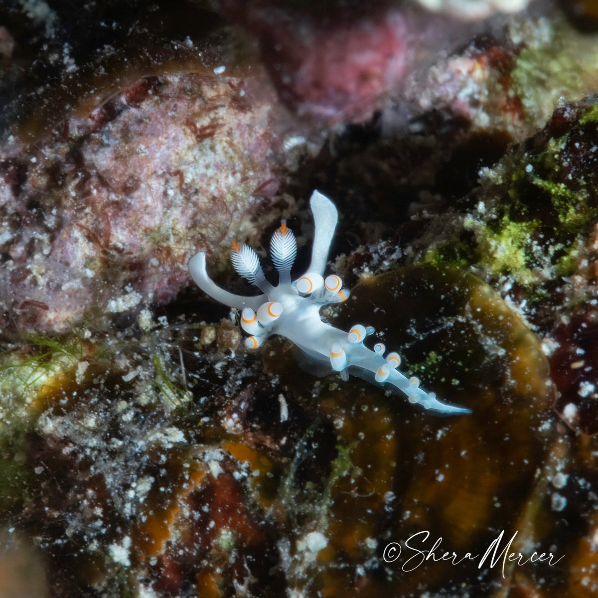 O Ke Kai - Orangeband Nudibranch Charm