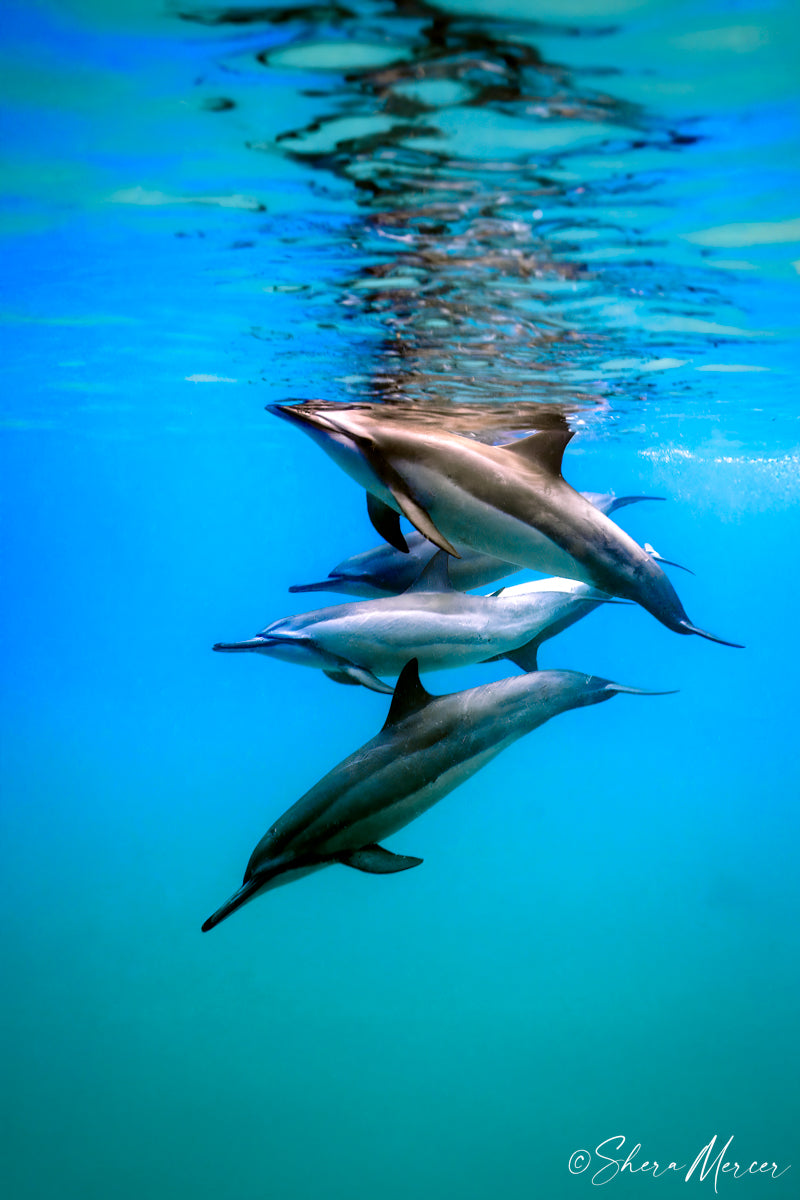 Naia Ohana - Spinner Dolphins