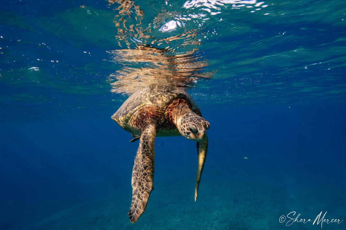 Pause - Honu (Sea Turtles)