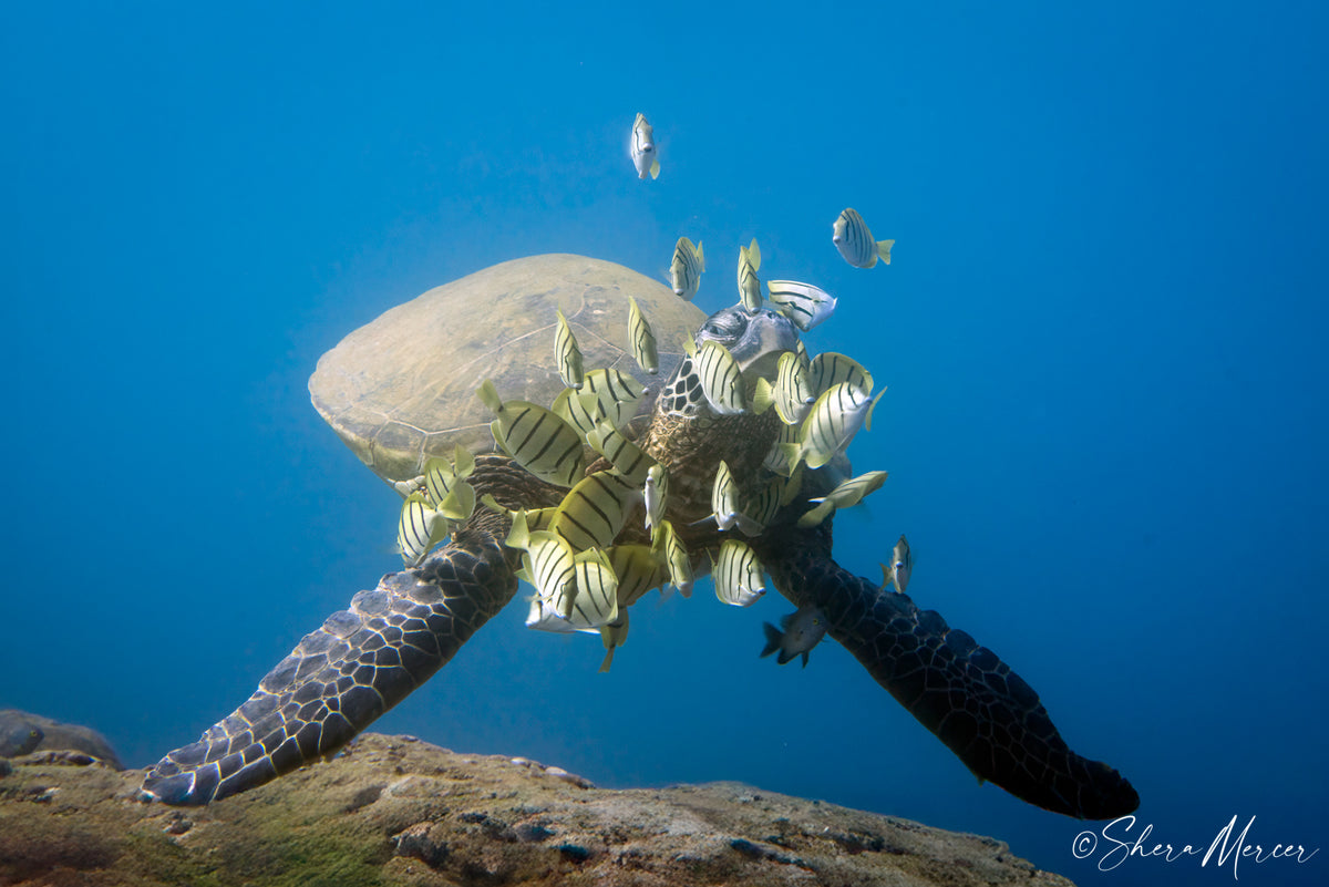 Watchful - Honu (Sea Turtles)