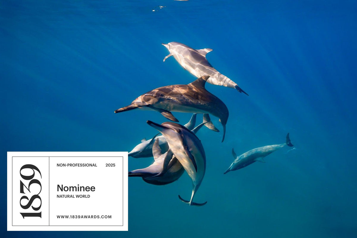 Better With Buddies - Spinner Dolphins