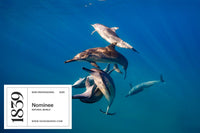 Better With Buddies - Spinner Dolphins