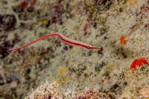 Alohi Kai pipefish at malaga
