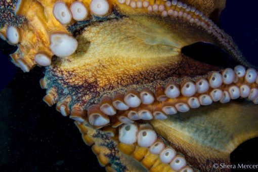 alohi kai octopus close up underside