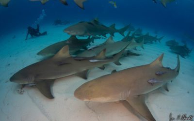 Why Sharks? Some Thoughts About The Ocean