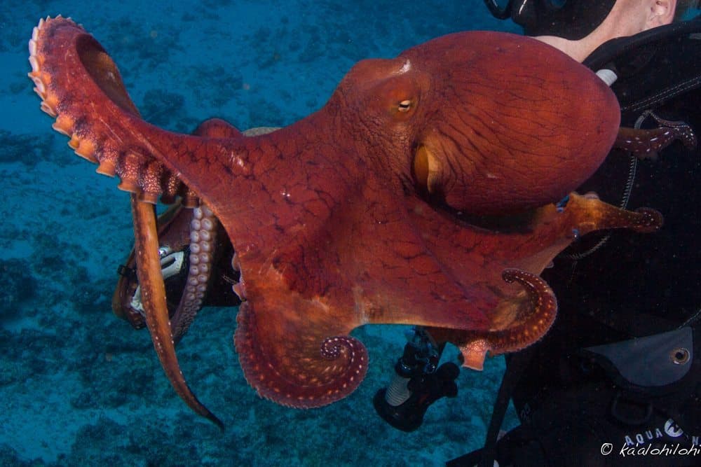 octopus full