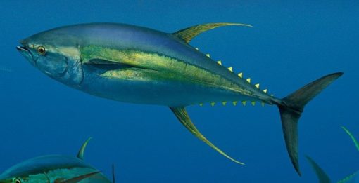 yellowfin_tuna2