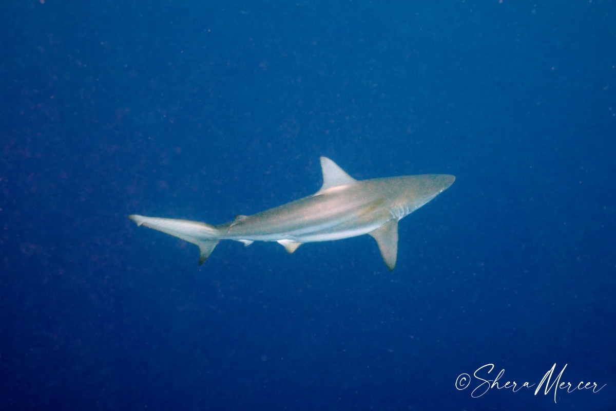 Oceanic Blacktip Shark