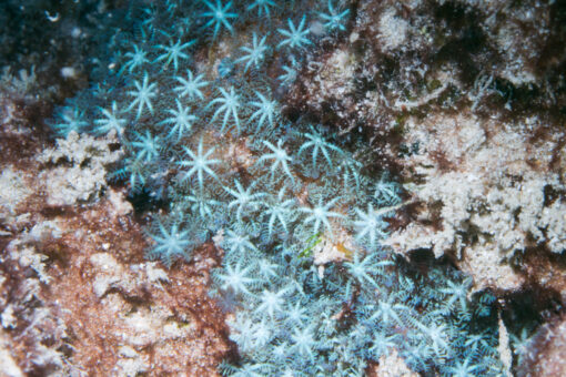 Blue Octocoral on the reef
