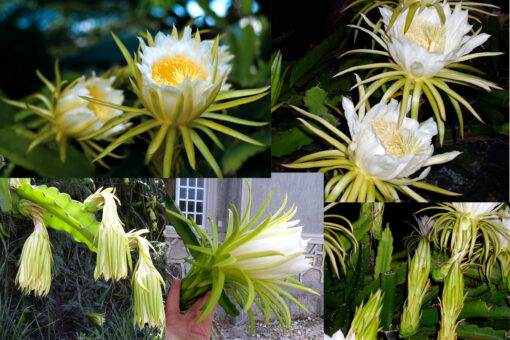 Night Blooming Cereus cactus compilation