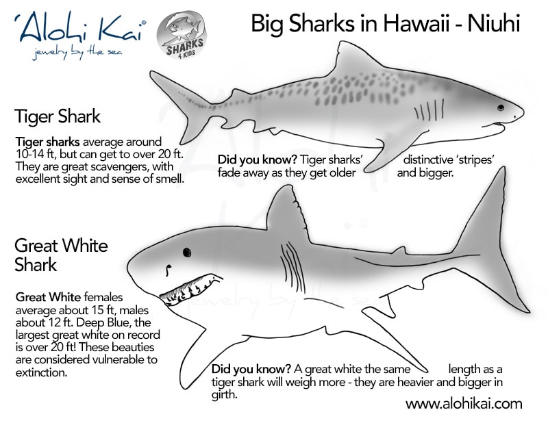 Niuhi - big sharks coloring page