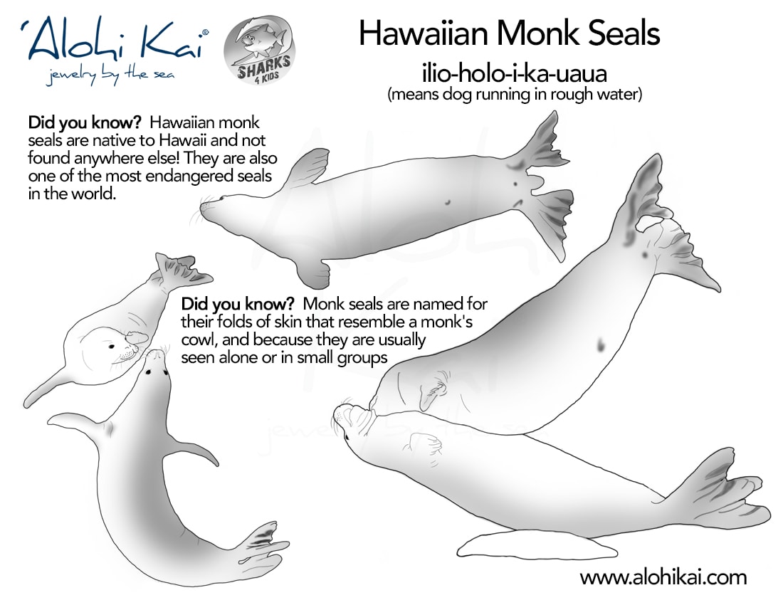 Monk seals coloring page