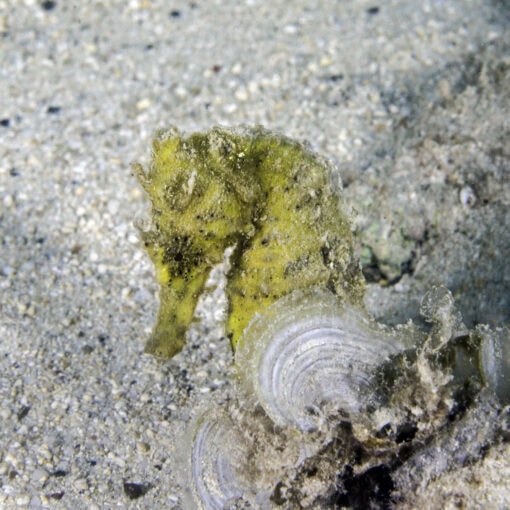 yellow seahorse