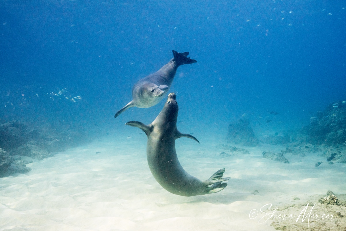 monk seal play