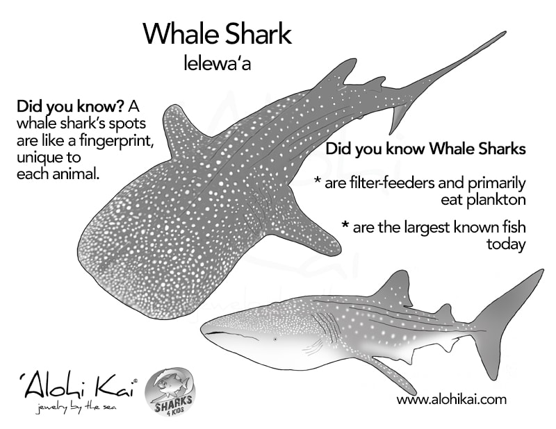 whale shark image