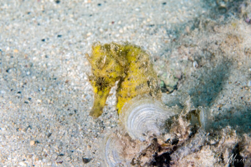 yellow seahorse 2