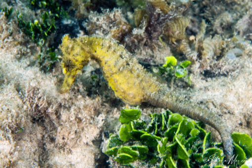 yellow seahorse 3