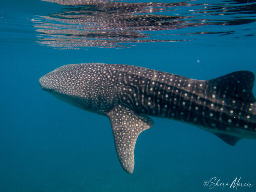 whale shark maldives close