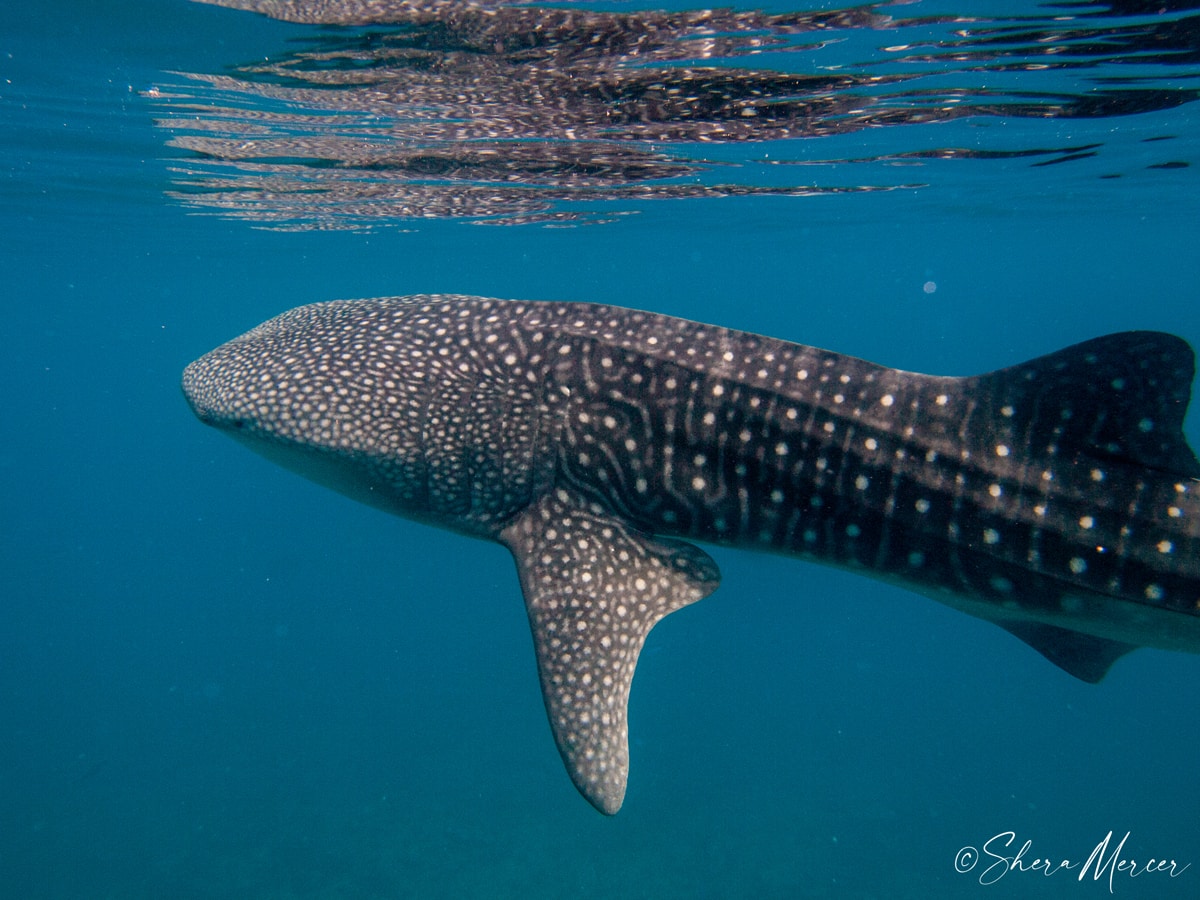 whale shark maldives close