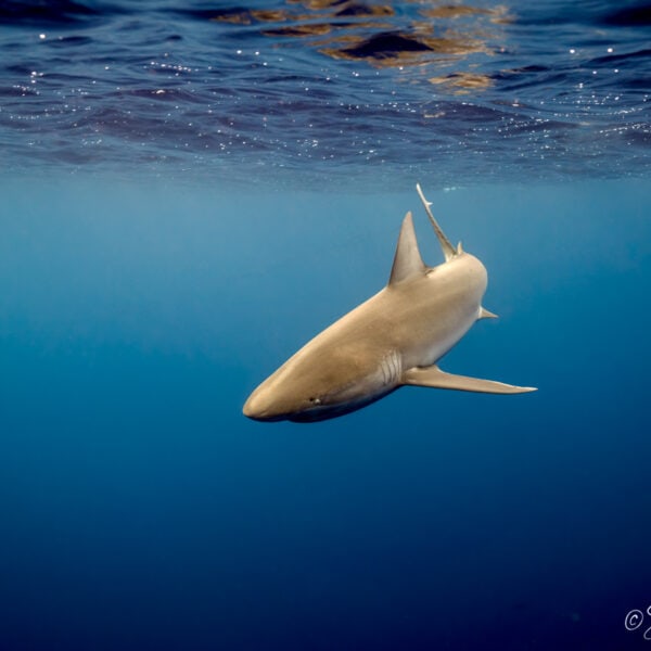 photo of galapagos shark