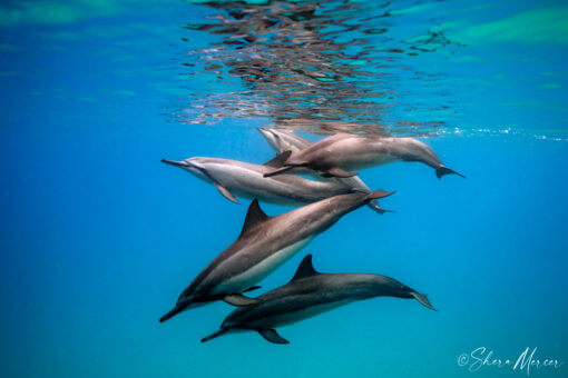 Dolphin ohana