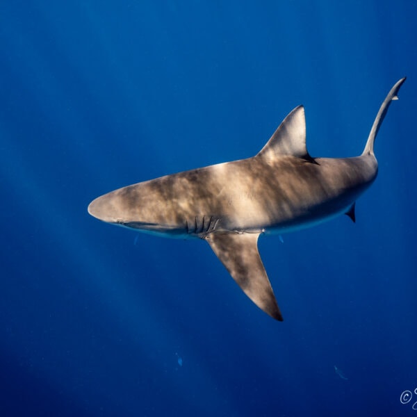 Curious galapagos shark