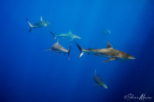 Just cruising - galapagos sharks