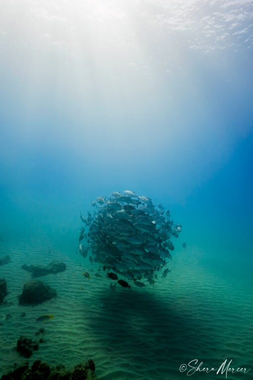 ball of jacks in the deep reef
