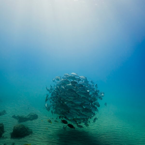 ball of jacks in the deep reef