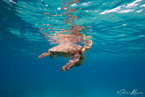 honu at the surface