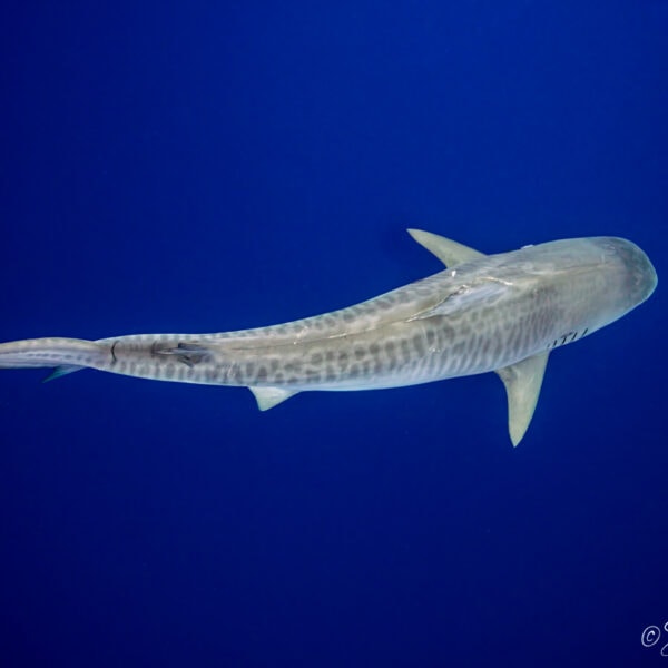 Photo of Tiger shark from above