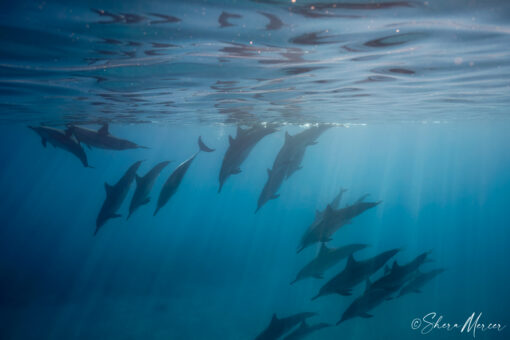 Photo of dolphins descending together