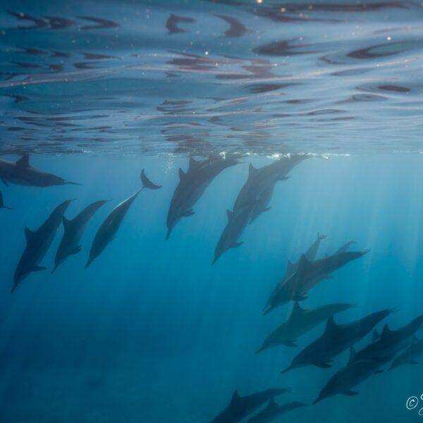 Photo of dolphins descending together