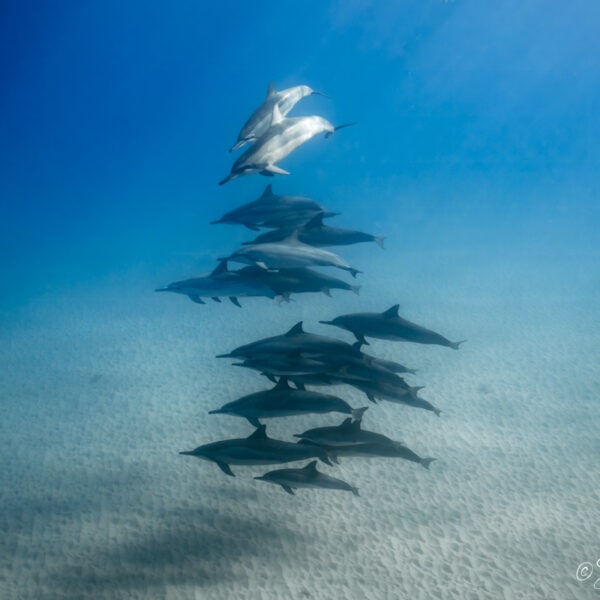photo of spinner dolphins swimming together closely