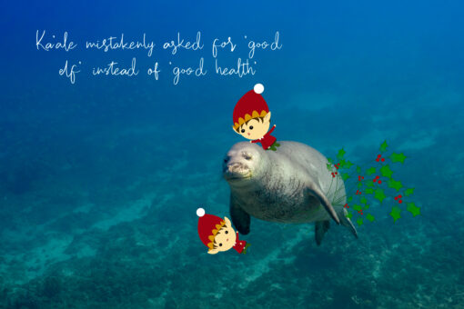 Monk seal Kaale swimming with two elves