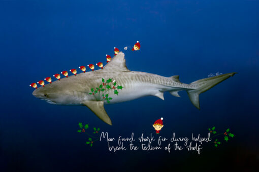 Alohi kai holiday cards- elves diving off tiger shark fin