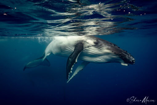 Baby humpback whale