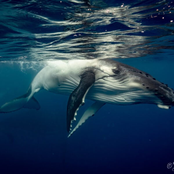 Baby humpback whale