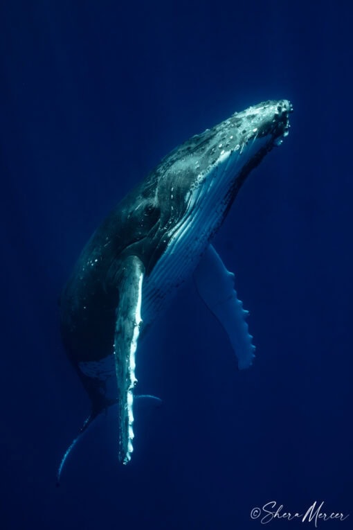 Grace - singing humpback