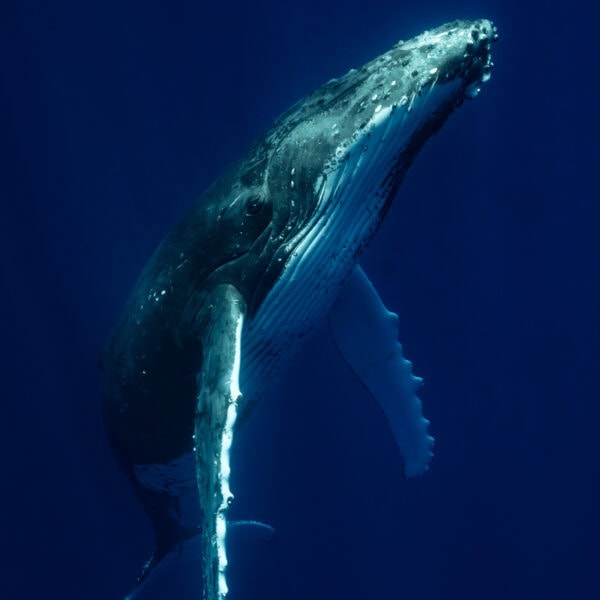 Grace - singing humpback